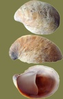 Stamm Mollusca (Cuvier, 1797)