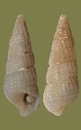 Stamm Mollusca (Cuvier, 1797)