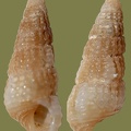 Cerithiopsis barleei -  1. Fund