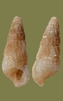 Familie Cerithiopsidae (Adams & Adams, 1854)