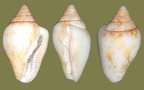 Columbella adansoni (Columbella rustica var. striata) (Menke, 1853)