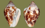 Columbella (Pyrene) rustica (Linnæus, 1758)