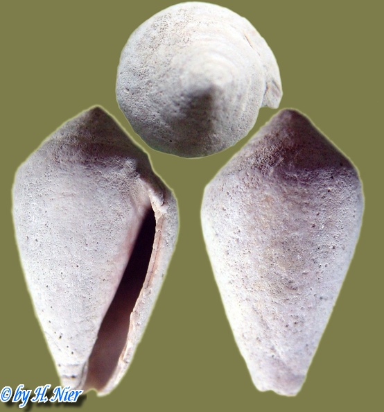 Conus mediterraneus -  2. Fund 