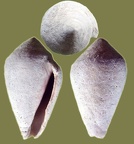 Gattung Conus (Linnæus, 1758)