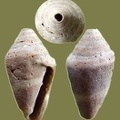 Conus mediterraneus -  3. Fund 