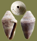 Conus mediterraneus -  3. Fund 