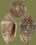Conus mediterraneus -  4. Fund 