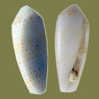 Conus nussatella (Linnæus, 1758)