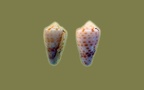 Conus (Lithoconus) tessulatus (Born, 1778)