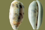 Gattung Blasicrura (Iredale, 1930)
