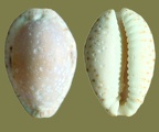 Cypraea nebrites (Melvill, 1888)