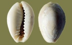 Monetaria (Cypraea) (Erosaria) annulus (Linnæus, 1758)