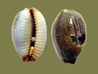 Staphylaea (Cypraea) limacina (Lamarck, 1810)