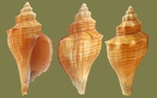 Pleuroploca (Fasciolaria) trapezium (Linnæus, 1758)