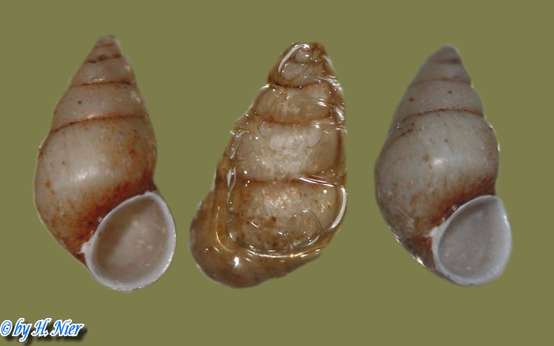 Potamopyrgus antipodarum -  2. Fund