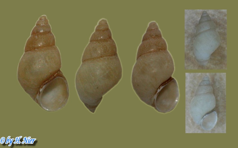 Potamopyrgus antipodarum -  5. Fund