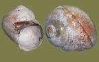 Gattung Littorina (Férussac, 1822)