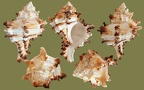 Hexaplex (Murex) cichoreum (Gmelin, 1791)