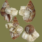Nassarius reticulatus - 10. Fund
