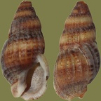 Nassarius reticulatus - 12. Fund