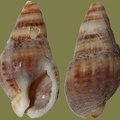 Nassarius reticulatus - 17. Fund