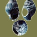 Nassarius reticulatus -  1. Fund