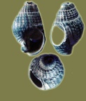 Nassarius (Hinia) reticulatus(Tritia reticulata) (Linnæus, 1758)