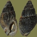 Nassarius reticulatus - 23. Fund