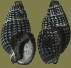 Nassarius reticulatus - 24. Fund