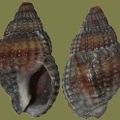 Nassarius reticulatus - 26. Fund
