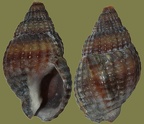 Nassarius reticulatus - 26. Fund