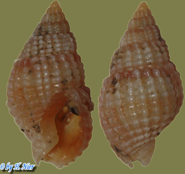 Nassarius reticulatus -  6. Fund