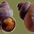 Pomatias elegans -  2. Fund