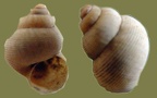 Pomatias elegans -  3. Fund
