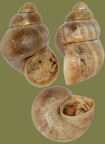 Pomatias elegans -  8. Fund
