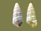 Pirenella (Cerithideopsilla) conica (Potamides conicus) (Blainville, 1829)