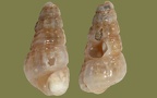Rissoa parva (Da Costa, 1778)