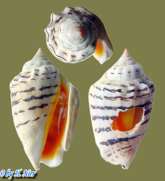 Conomurex fasciatus -  1. Fund