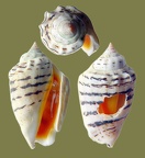 Conomurex fasciatus -  1. Fund
