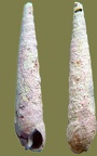 Oxymeris (Terebra) crenulata (Linnæus, 1758)