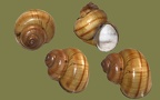 Viviparus contectus (Millet, 1813)