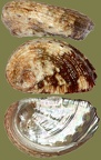 Familie Haliotidae (Rafinesque, 1815)