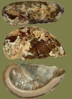 Haliotis tuberculata lamellosa -  5. Fund