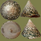 Stamm Mollusca (Cuvier, 1797)