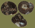 Clanculus cruciatus (Linnæus, 1758)
