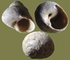 Gibbula (Steromphala) divaricata (Linnæus, 1758)