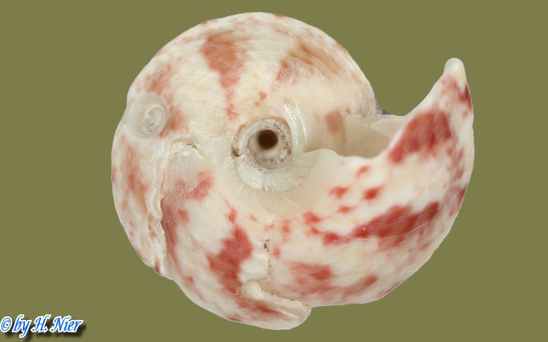Gibbula magus -  1. Fund 