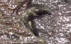 Stamm Platyhelminthes (Schneider, 1873)