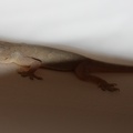 Gecko Hurghada