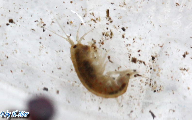 Gammarus cf. fossarum -  1. Fund